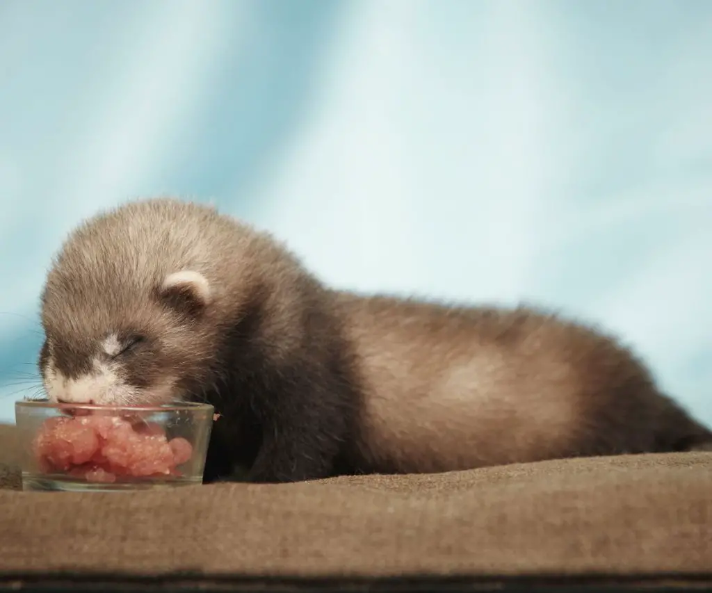 Can Ferrets Eat Chicken Hearts