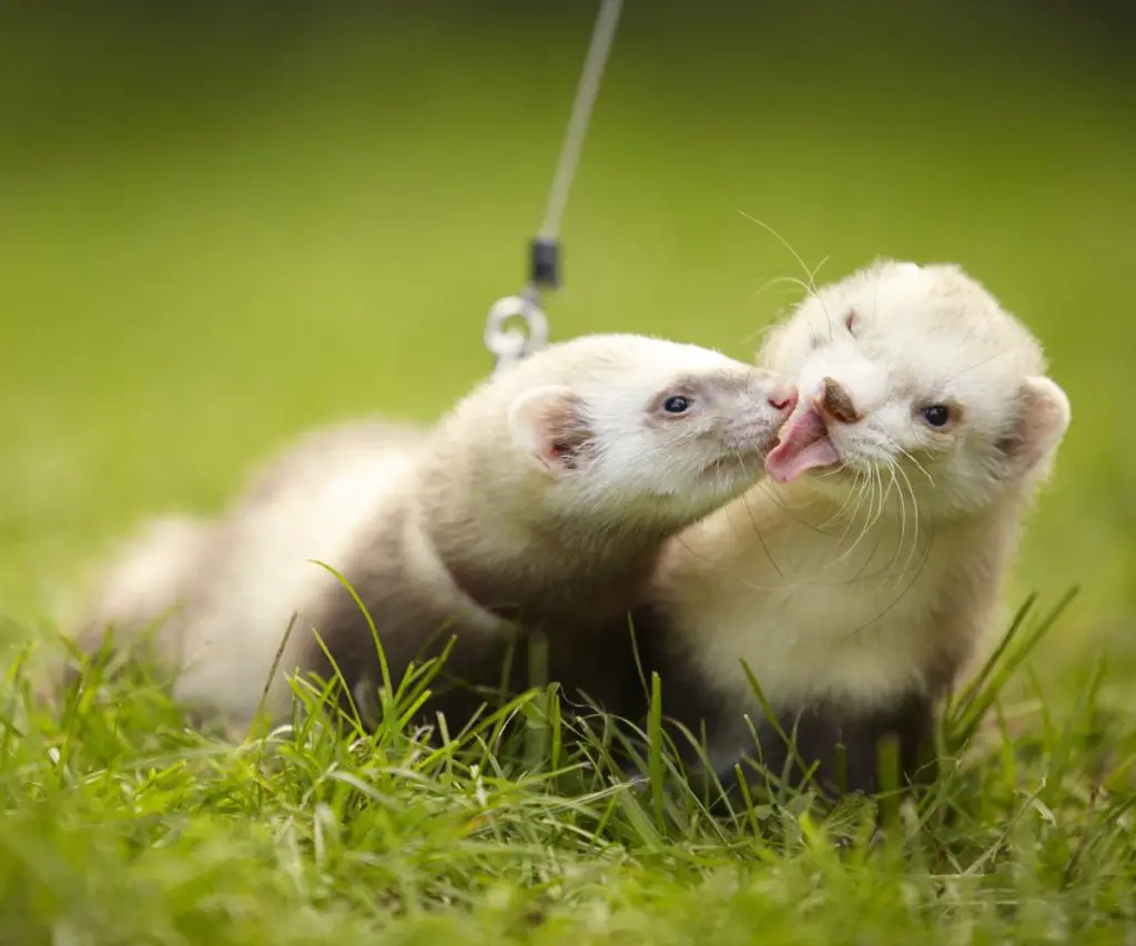 Are Ferrets Clean Animals?