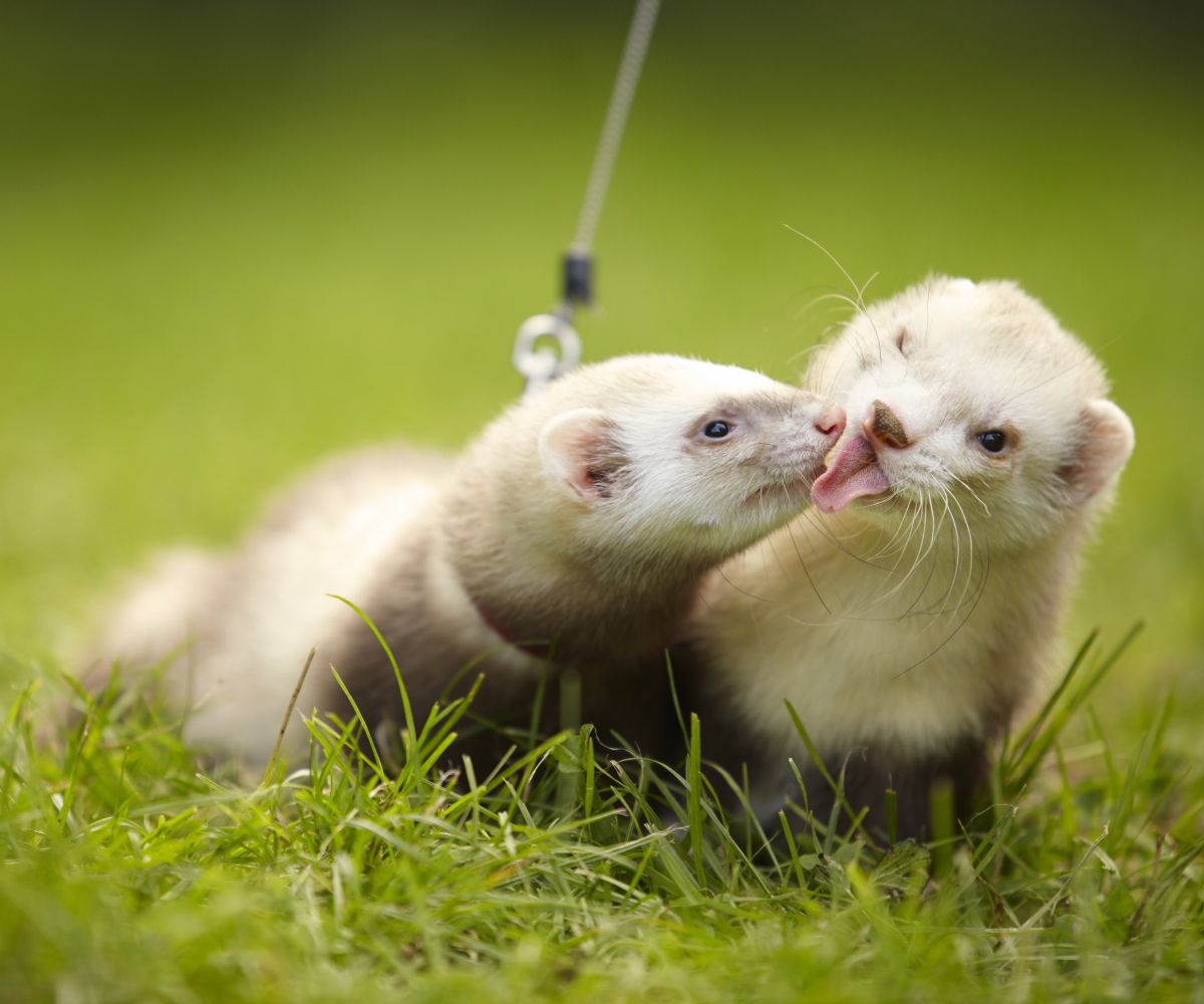 Are Ferrets Easy Pets? Things you need to consider. petusiast