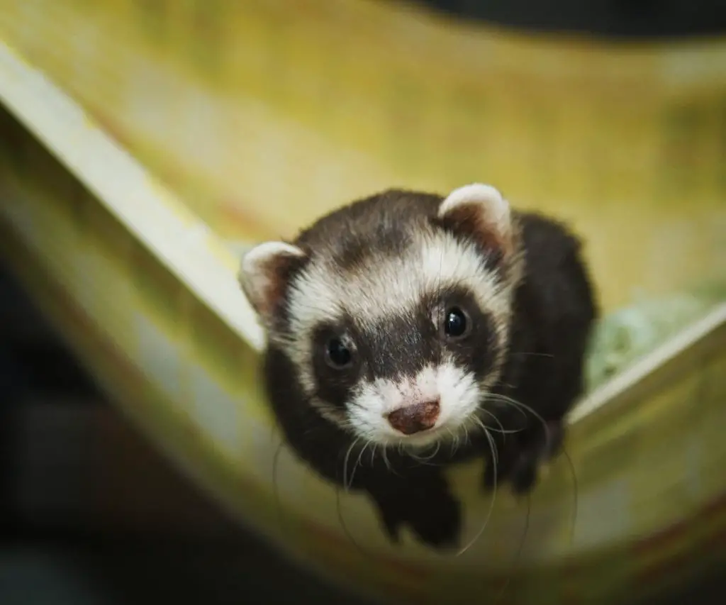 Is It Okay to Use Straw for Ferrets?