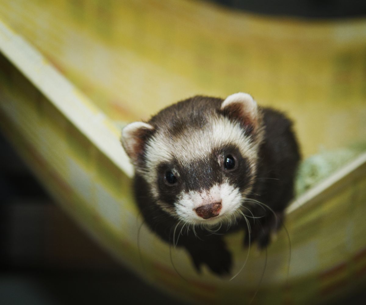 Can You Use Straw for Ferrets? (And Better Bedding Options) | petusiast