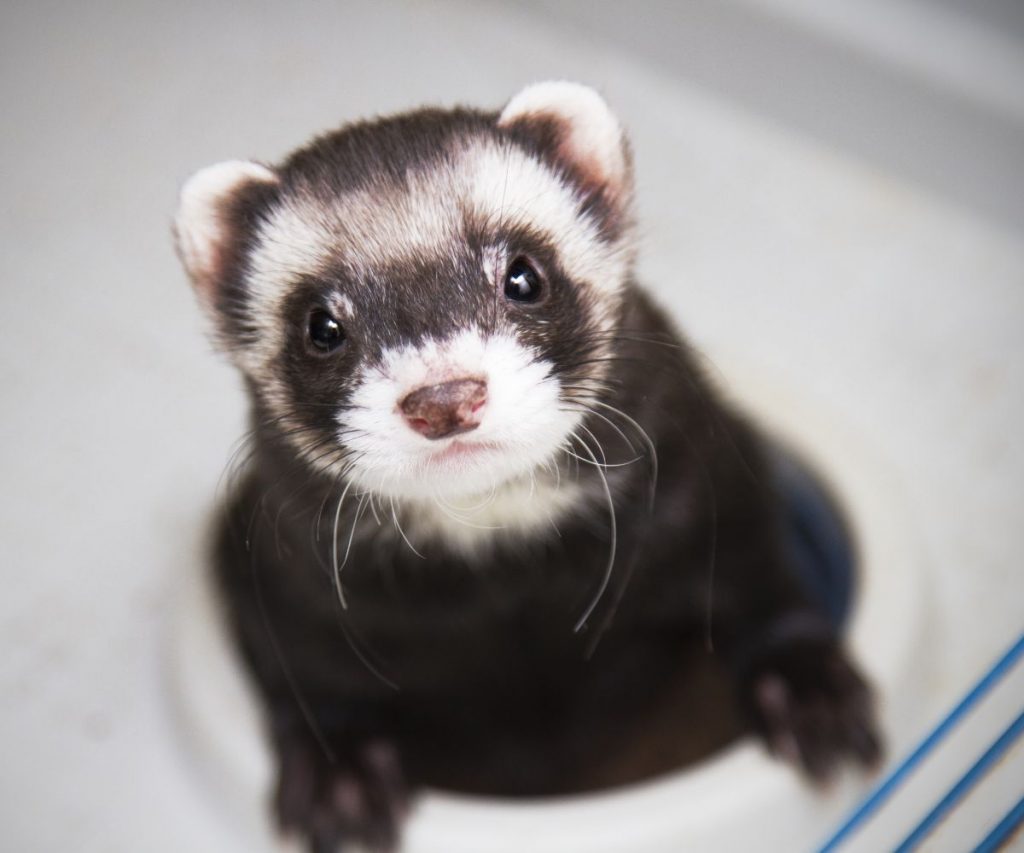 Are Candles dangerous for Ferrets