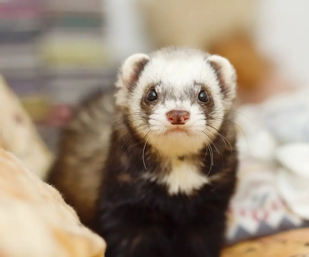 Are Ferrets Hard to Care for