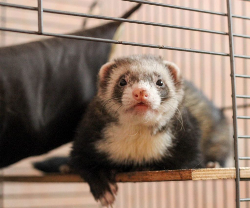 Are Ferrets Hard to Keep?