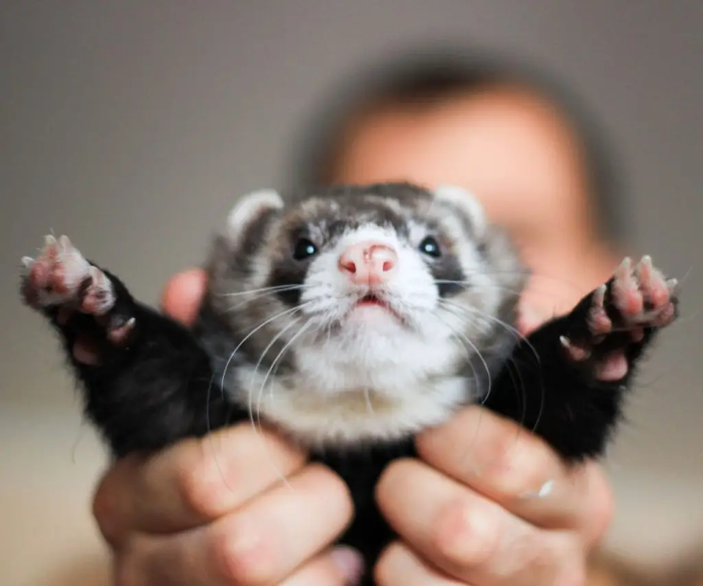 Is It Okay to Only Have One Ferret?