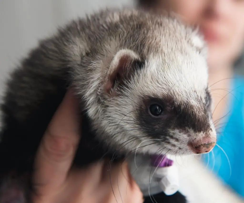 Can Cats Pass Worms to Ferrets?