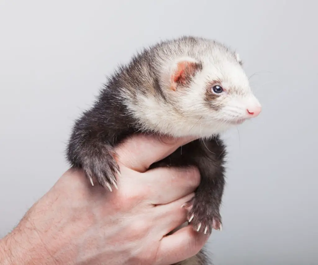 What Age Should You Start Training Ferrets?