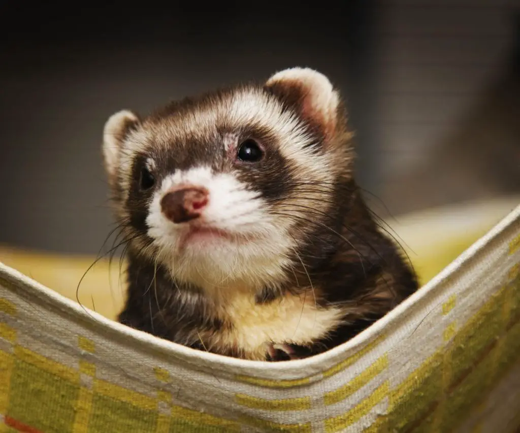 Can Ferrets Be Alone