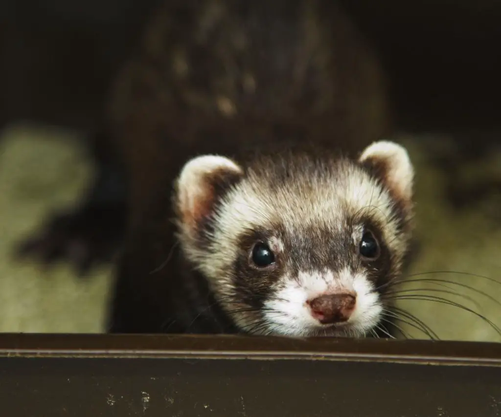 What Do You Use To Clean a Ferret Cage