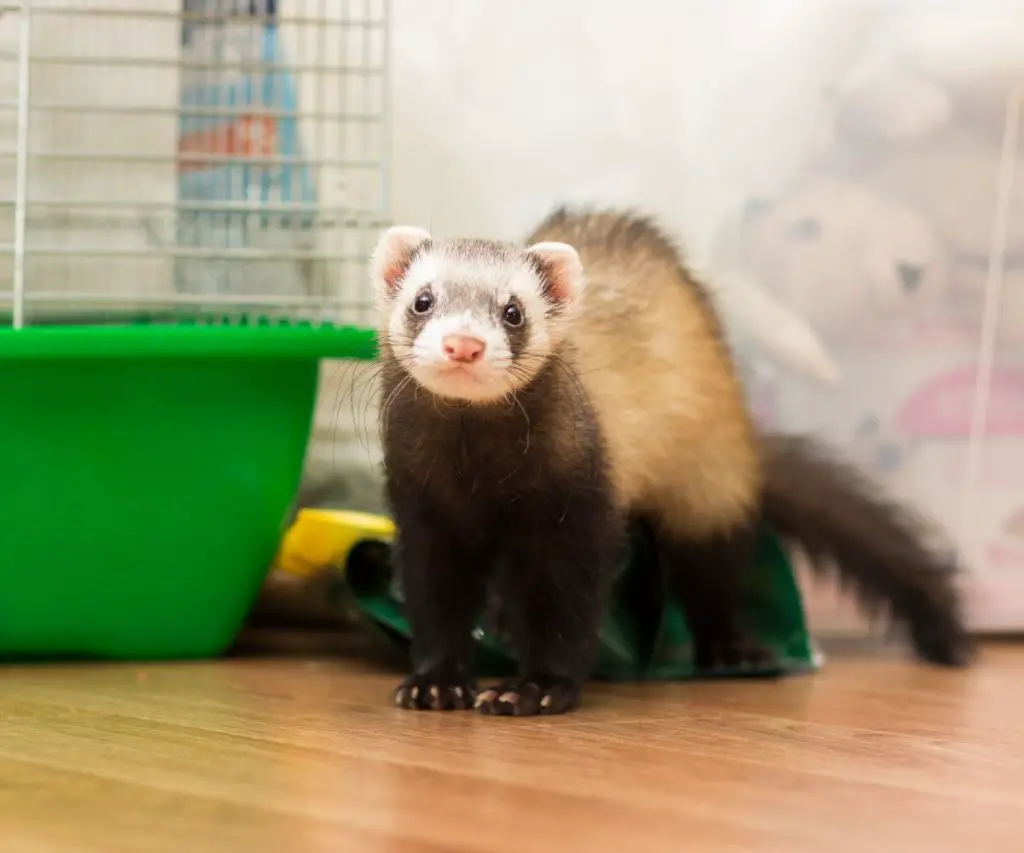 can ferrets live alone