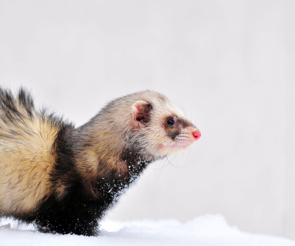 Can Ferrets Withstand Cold