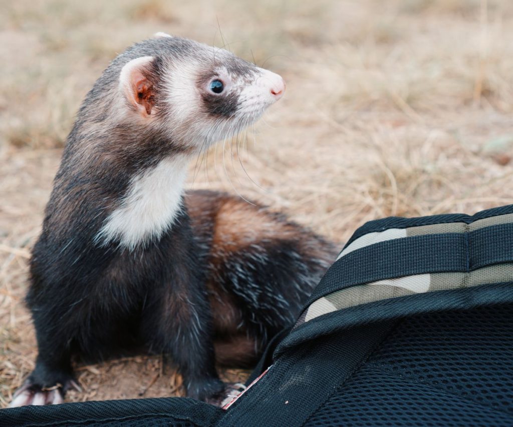 What To Do with Ferrets While on Vacation