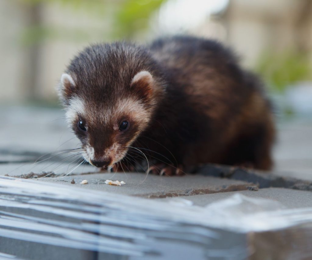 Training Ferrets to Come When Called