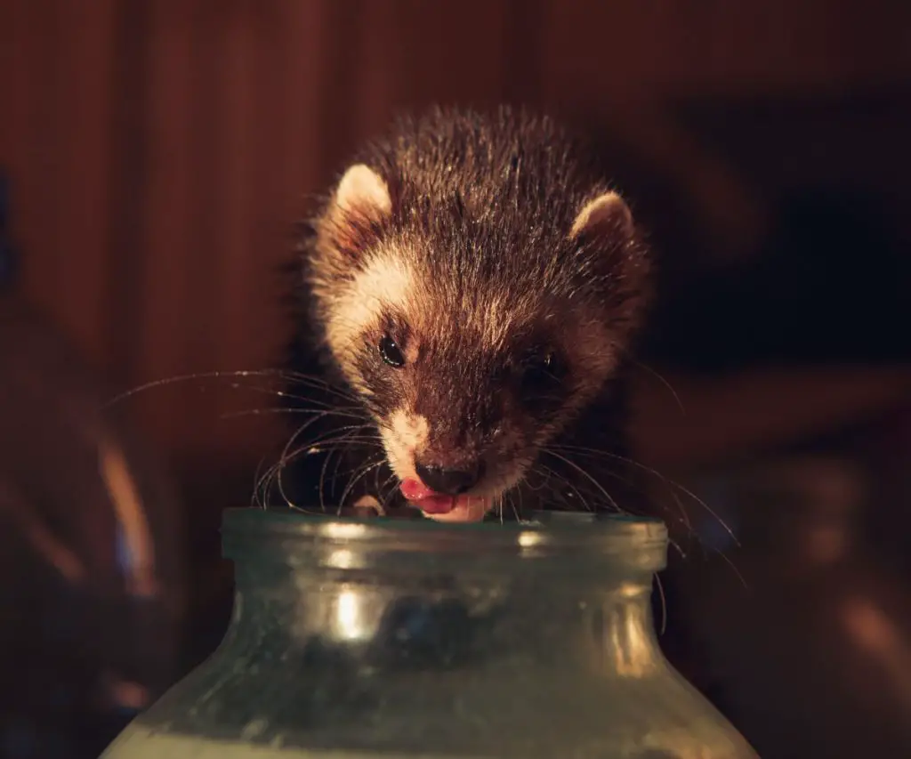 Is Coffee Poisonous to Ferrets?