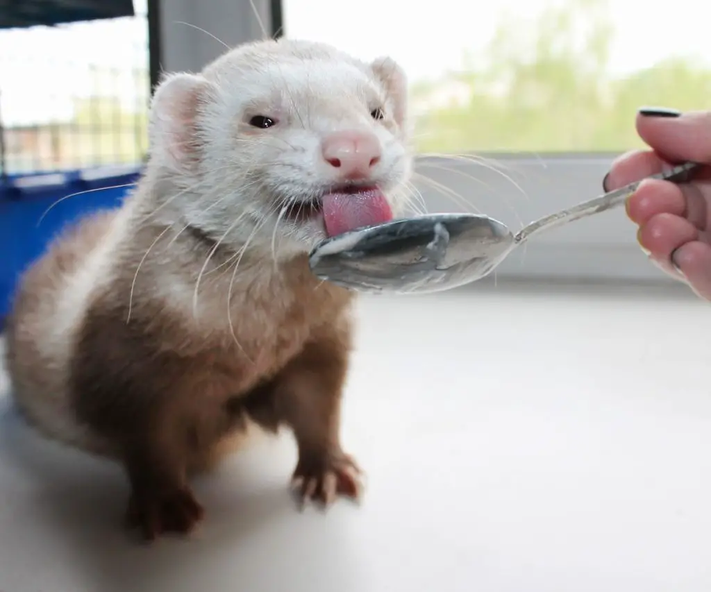 How Ferrets Use Their Teeth