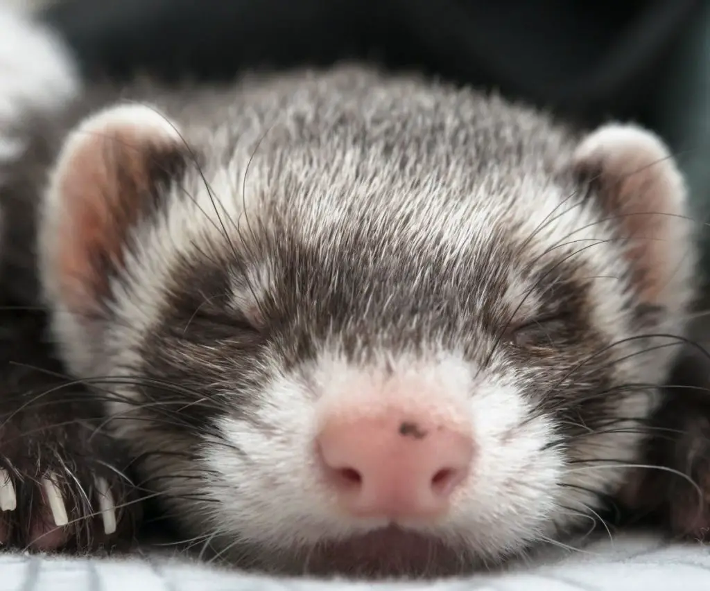What Scents do Ferrets Hate?