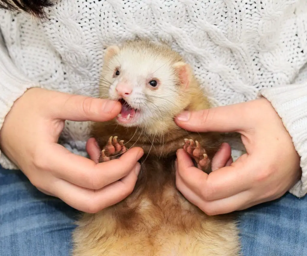 Are Ferrets’ Teeth Dangerous?