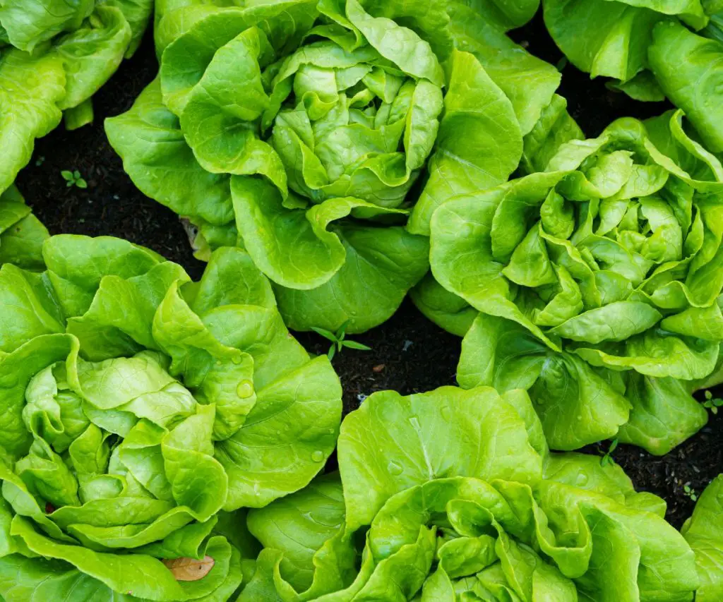 What Other Leafy Greens Can a Hamster Eat