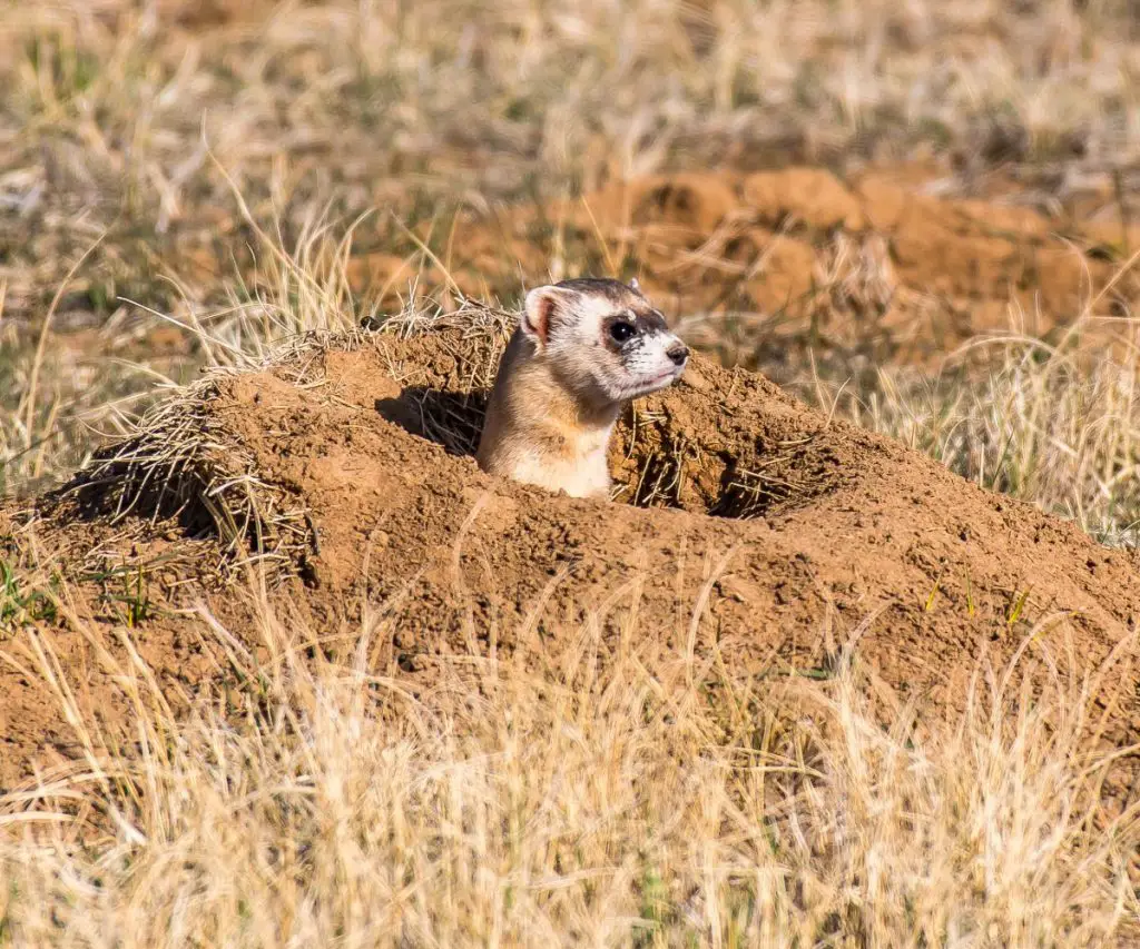Why Are Black-Footed Ferrets Endangered?