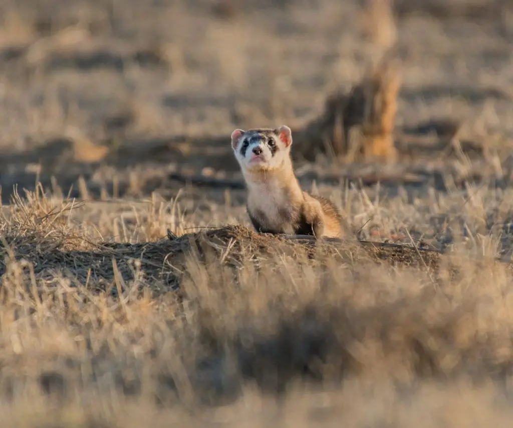 Why Are Black-Footed Ferrets Endangered?