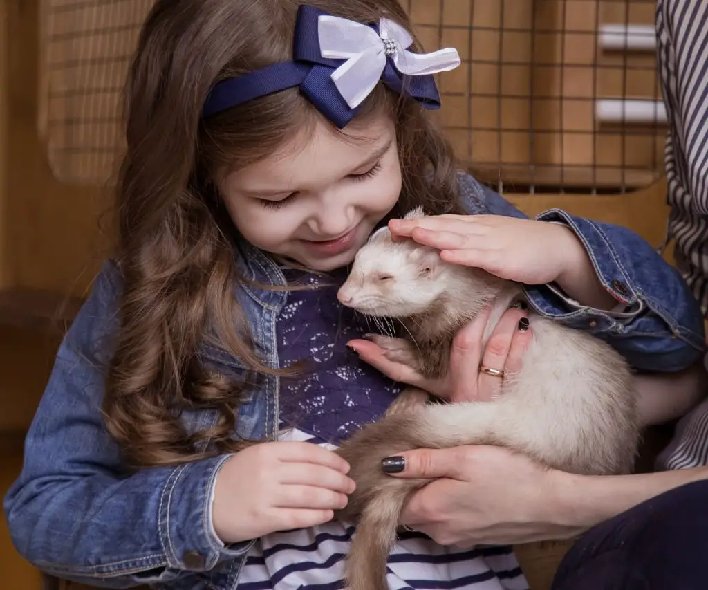 How Nice Are Ferrets to Children?