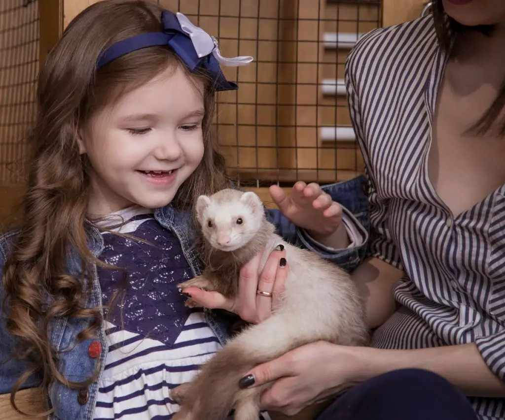 What Are Ferrets Like as Family Pets?