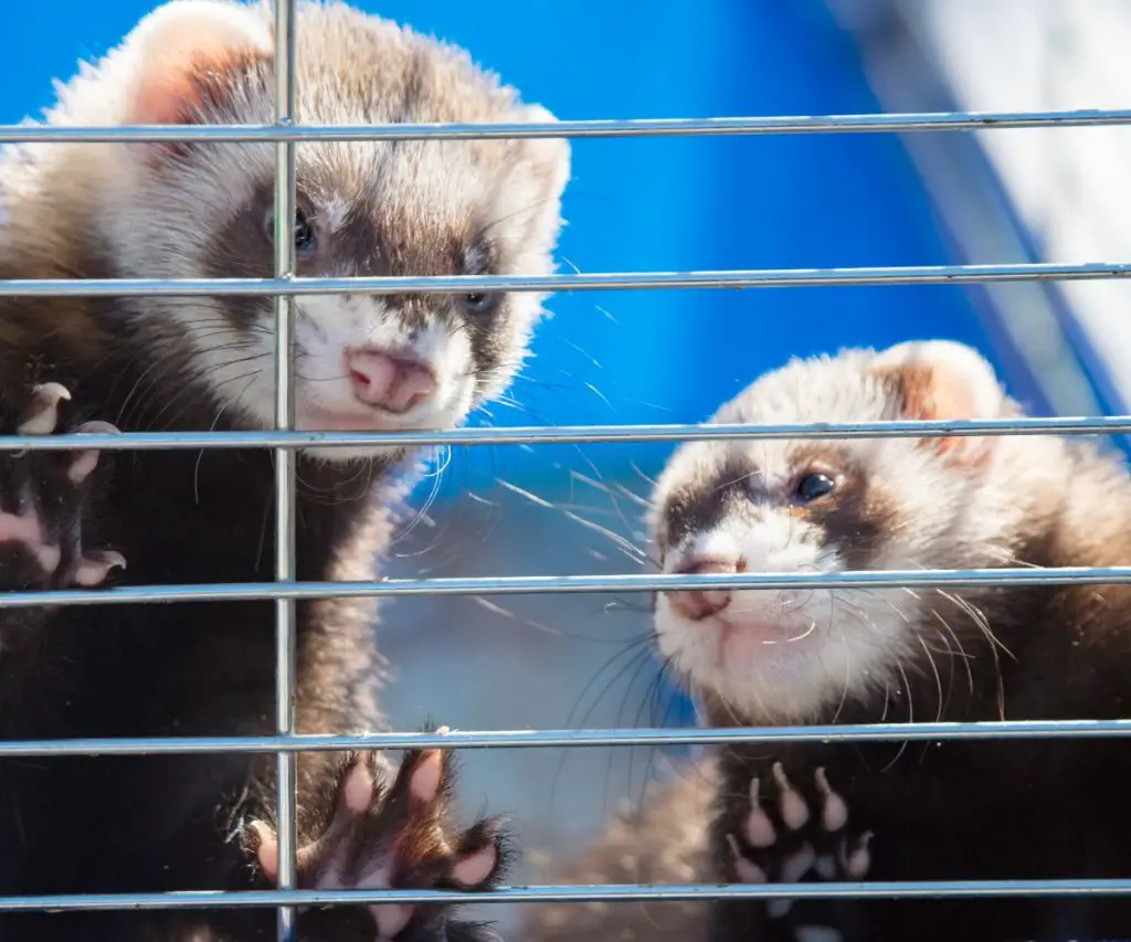 How Big Should a Cage be for Two Ferrets