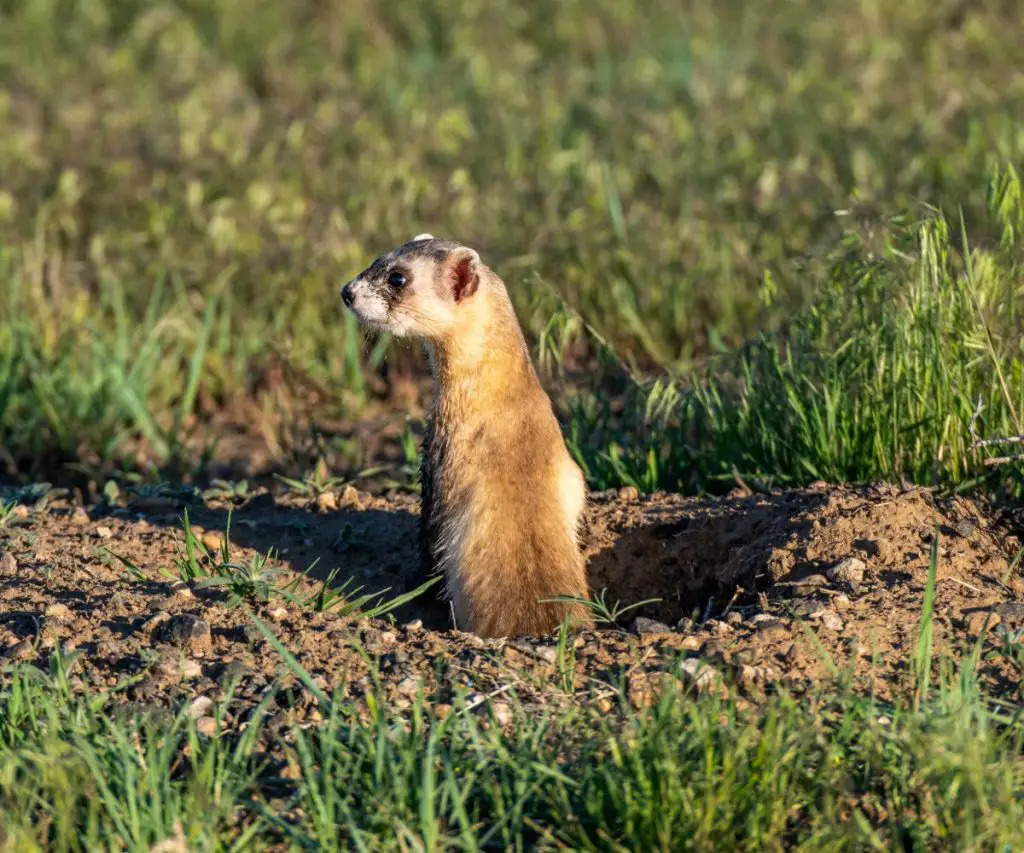 Where Can Black-Footed Ferrets Be Found?