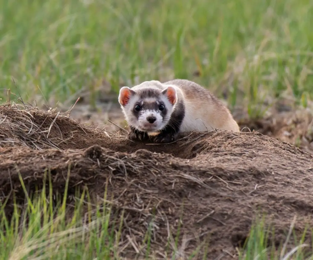 How Do Black Footed Ferrets Help the Environment