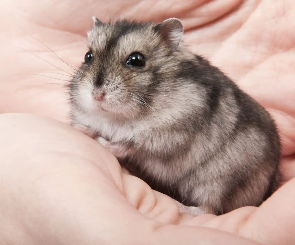 Do Hamsters Like Prawn Crackers?