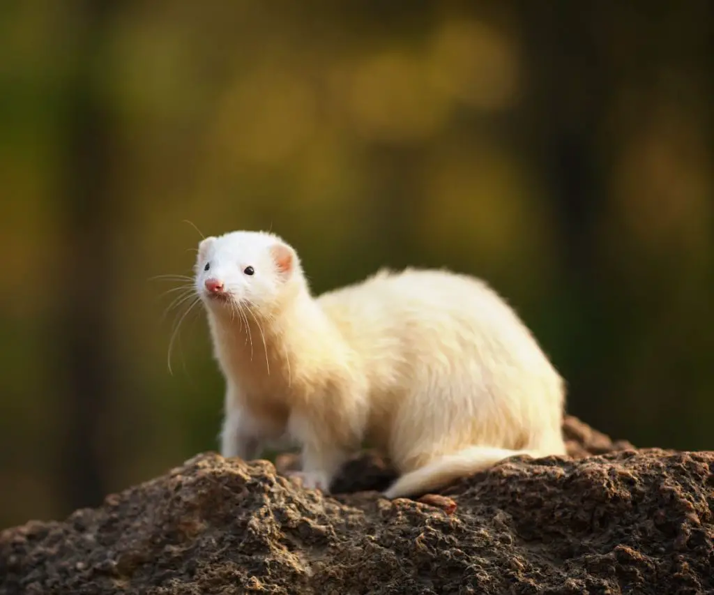 Does the Smell of Ferrets Keep Mice Away?