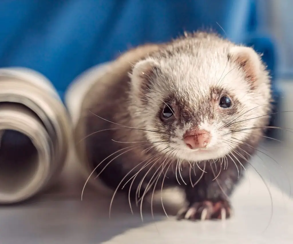 Should You Use Flea Collars for Ferrets?