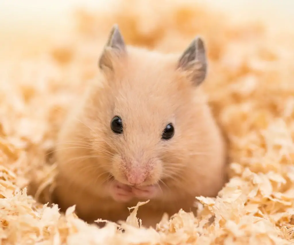 Can Goldfish Crackers Be Toxic to Hamsters?