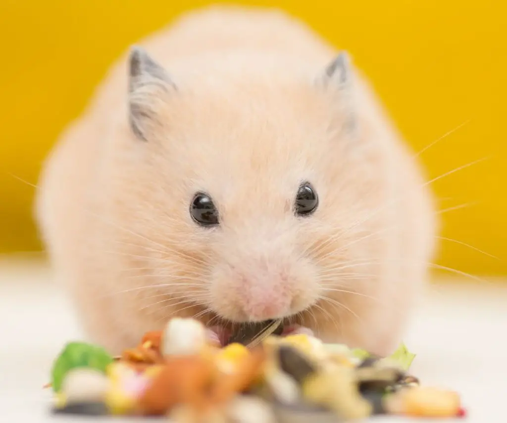 My Hamster Ate Graham Crackers. What Should I Do?