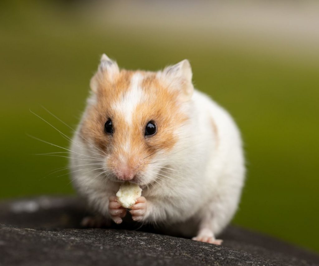 Can Hamsters Eat Goldfish Crackers