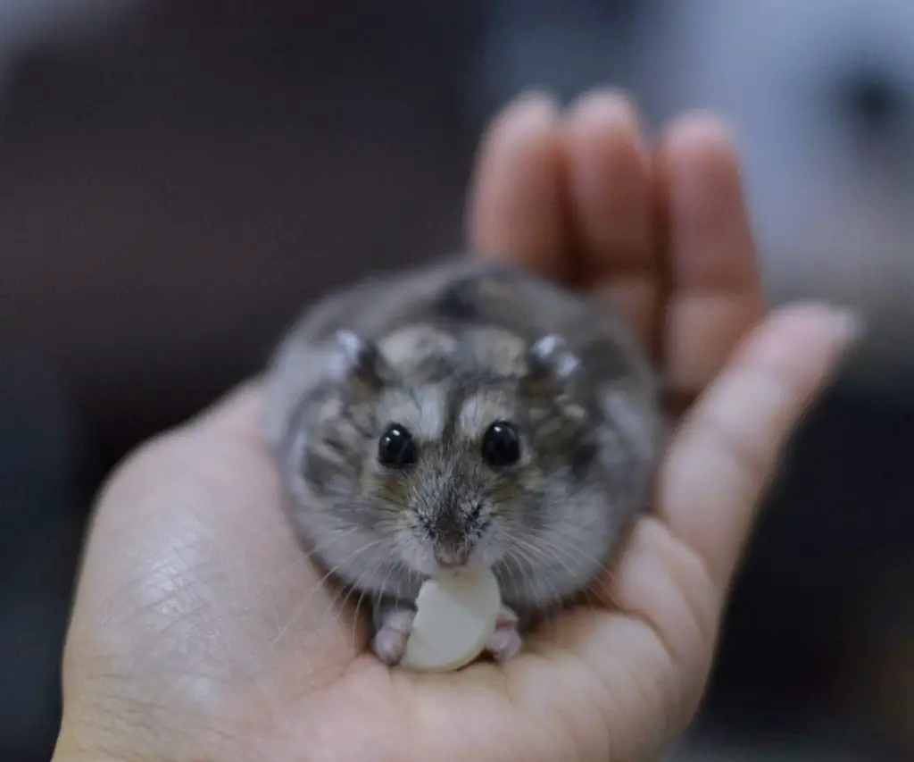 Can Hamsters Eat Graham Crackers