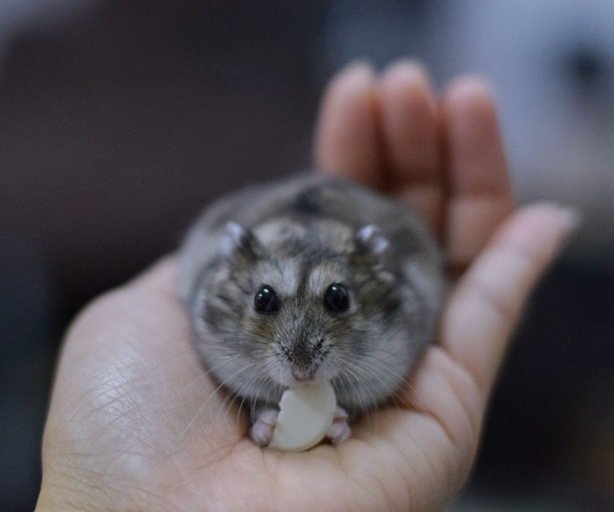 Can Hamsters Eat Graham Crackers? [Avoid These 3 Risks!] | petusiast