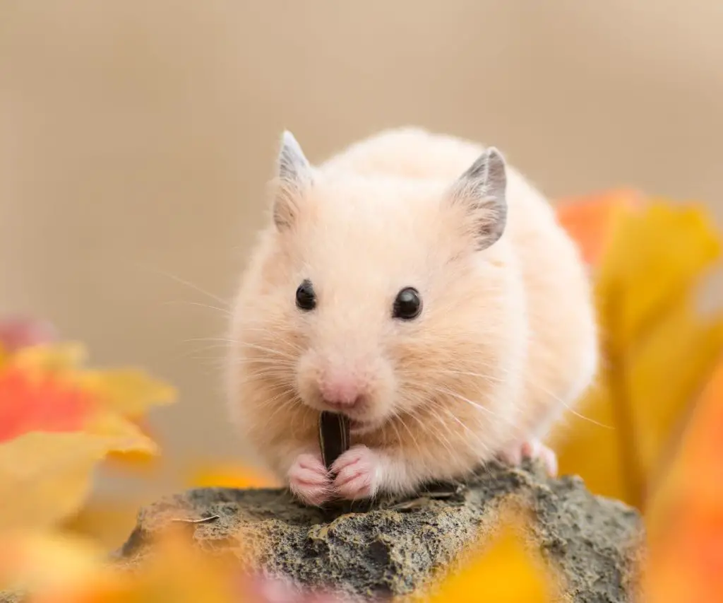 How Do You Introduce Prawn Crackers in the Hamster’s Diet?