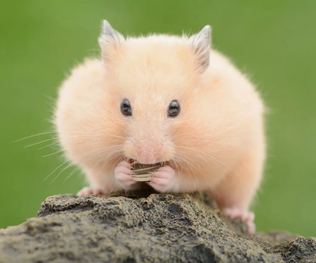 Can All Hamsters Eat Romaine Lettuce?
