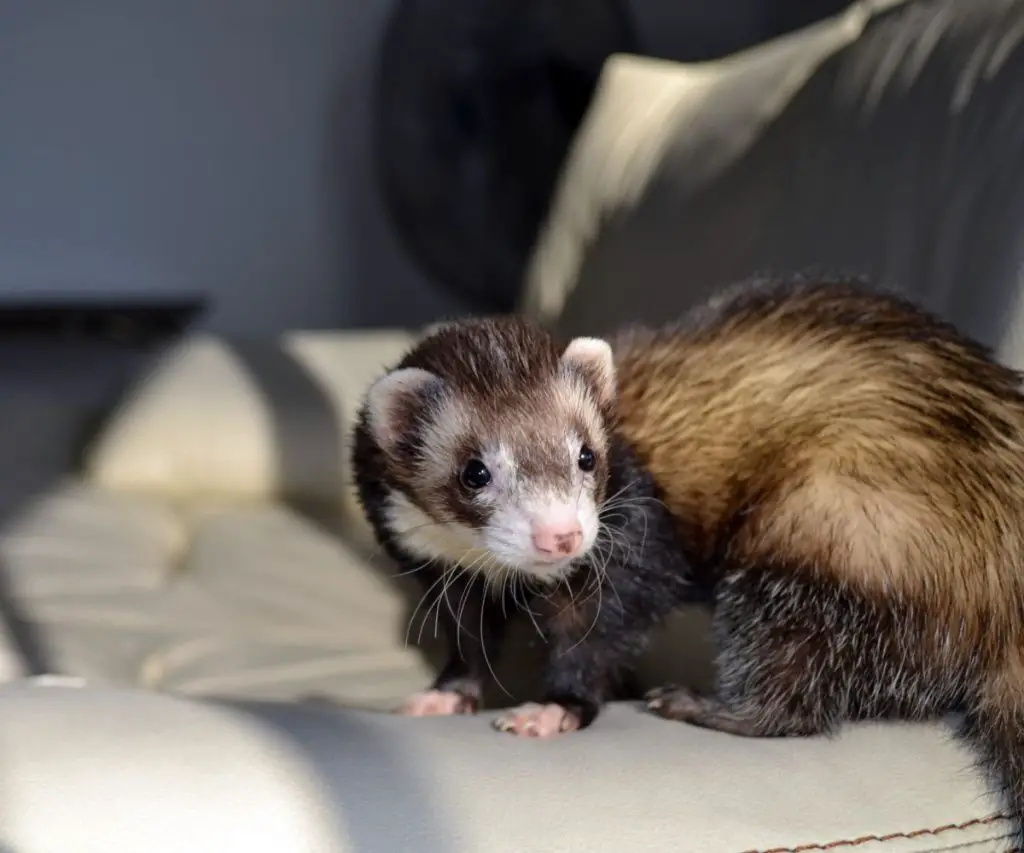 Can Ferrets be Destructive?