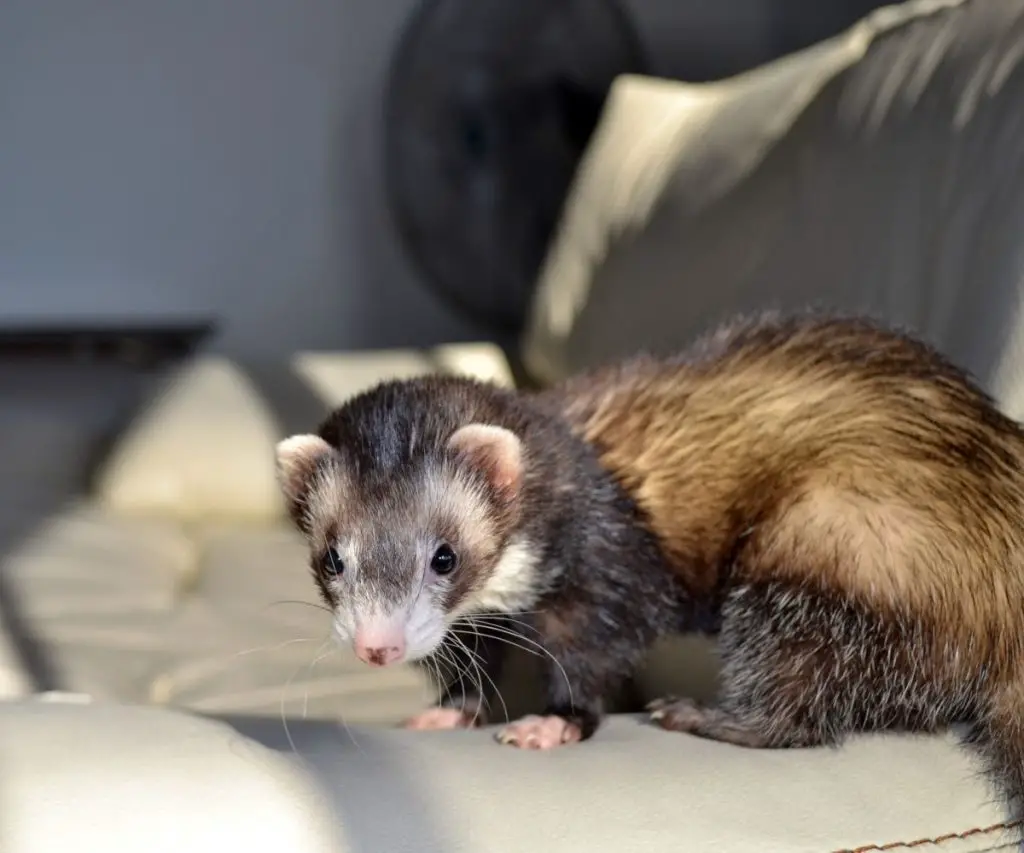 How Do You Stop Ferrets from Scratching Furniture?