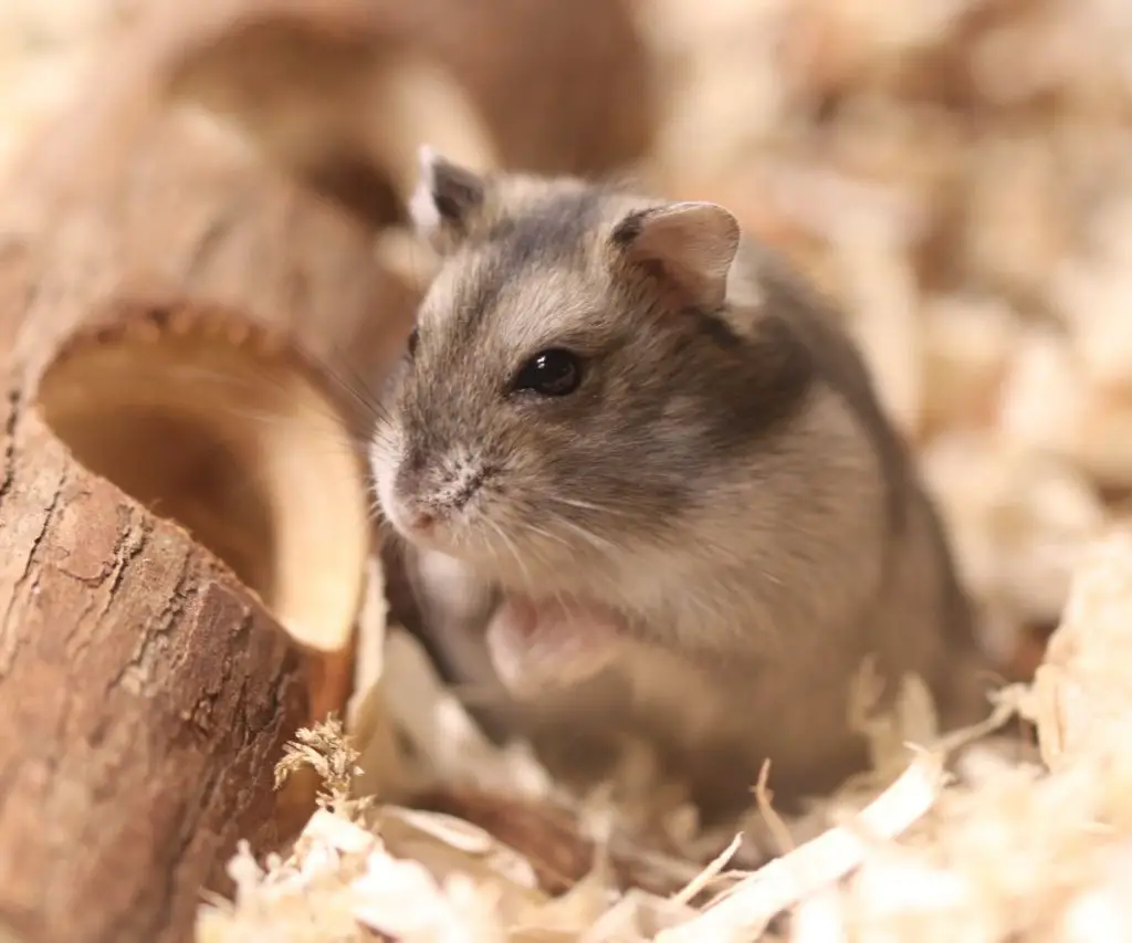 My Hamster Ate Goldfish Crackers, What Should I Do?