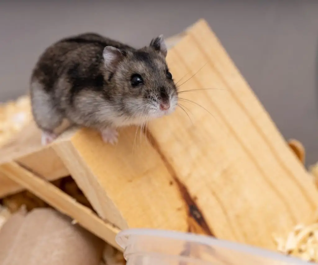Why Are Graham Crackers Bad for Hamsters? 3 Reasons