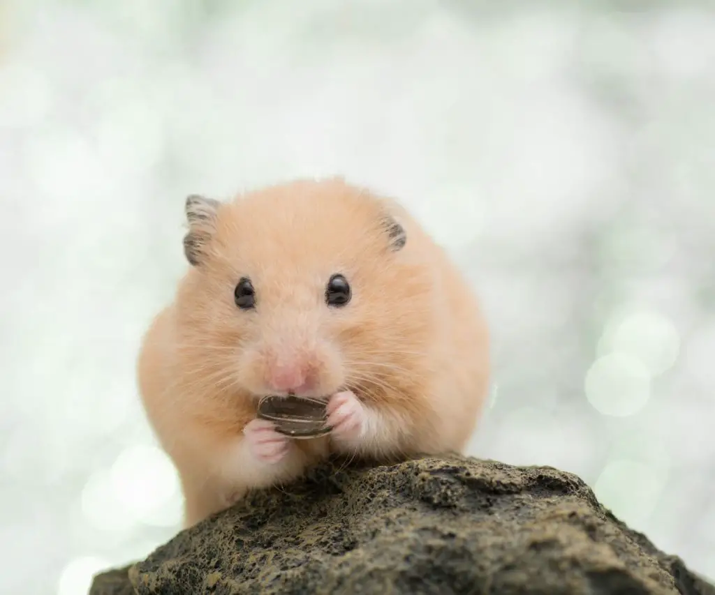 Can Hamsters Eat Prawn Crackers Every Day?