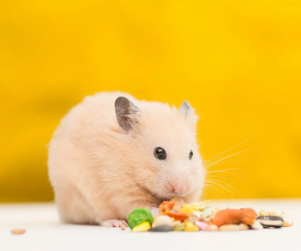 Can Ritz Crackers Be Toxic to Hamsters?