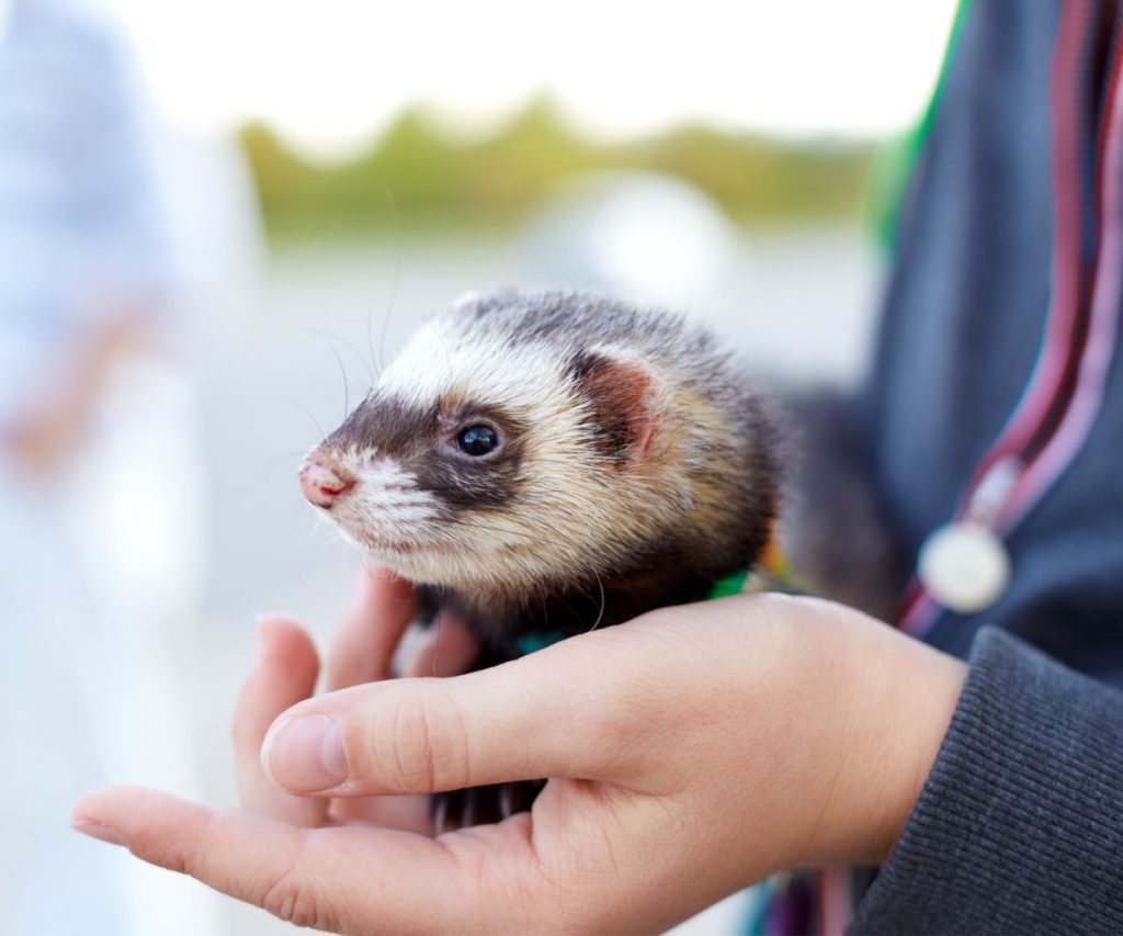 Can You Have Pet Ferrets if You Have Small Children?