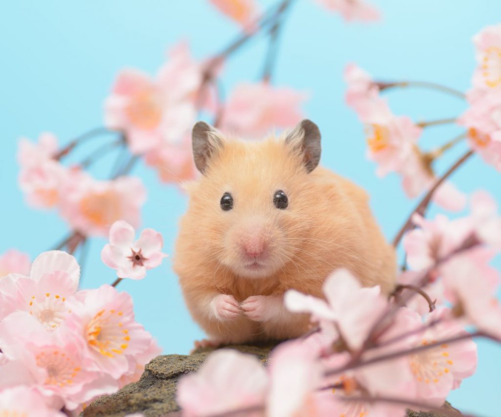 What Are the Health Risks of Ritz Crackers for Your Hamster?