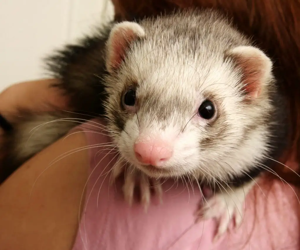 How Do You Groom Ferrets?