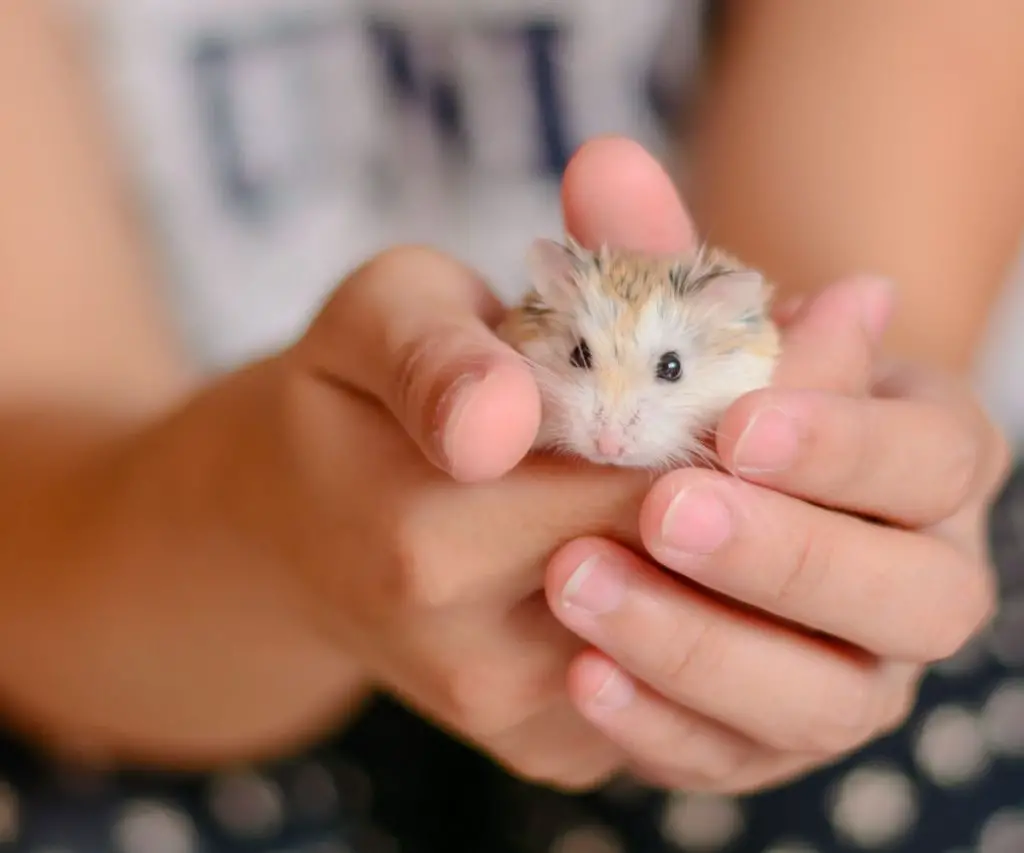 Is Romaine Lettuce Bad for Hamsters?