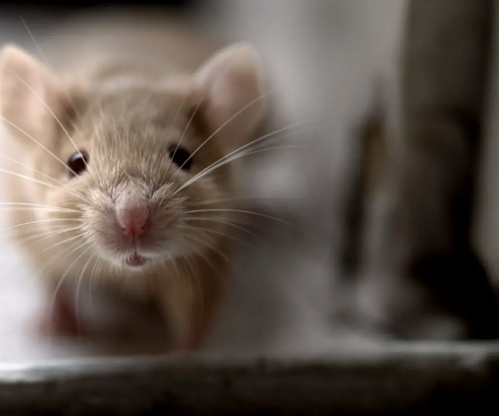 Do Ferrets Kill Mice?